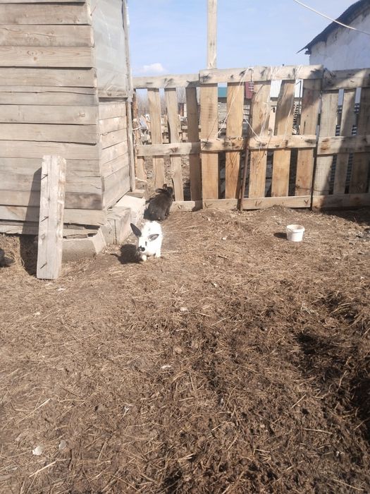 Продам  кролиуов