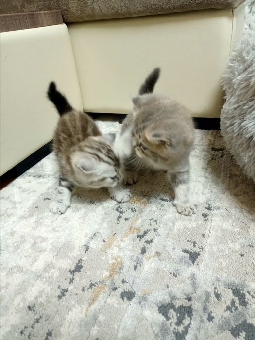 Шотландские котята