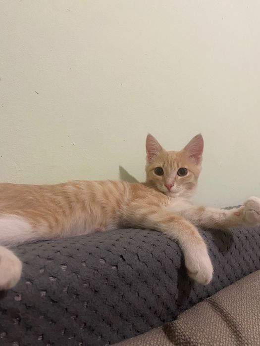 Отдам кота в хорошие руки