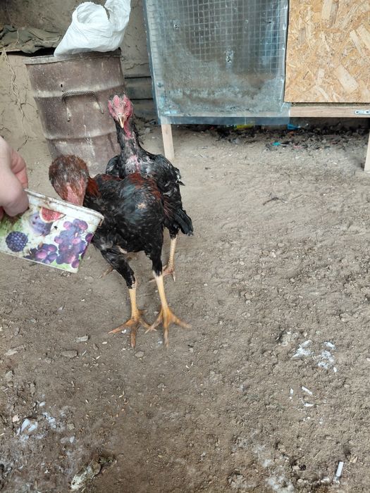 Дакан бойцовский шөжелер