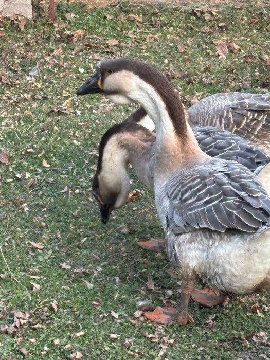 Gâscan Leșesc 2025