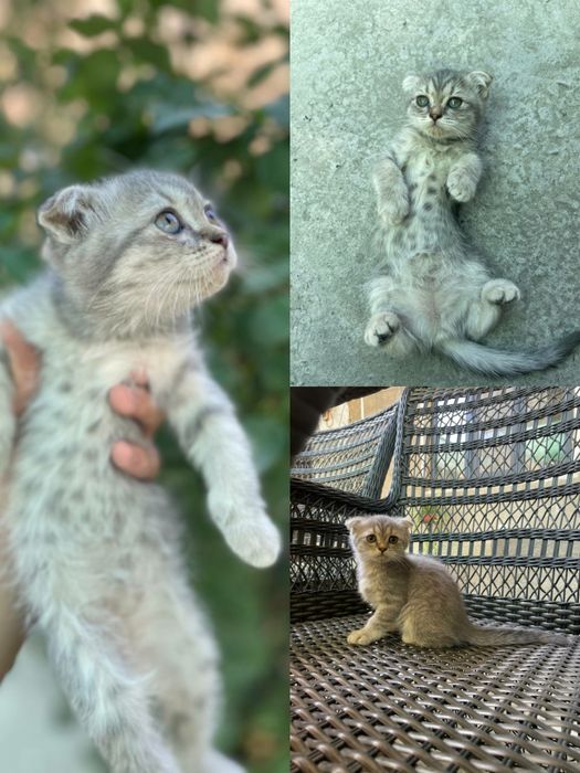Scottish fold, strayt