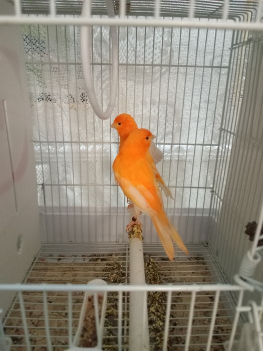 Красные канарейки.