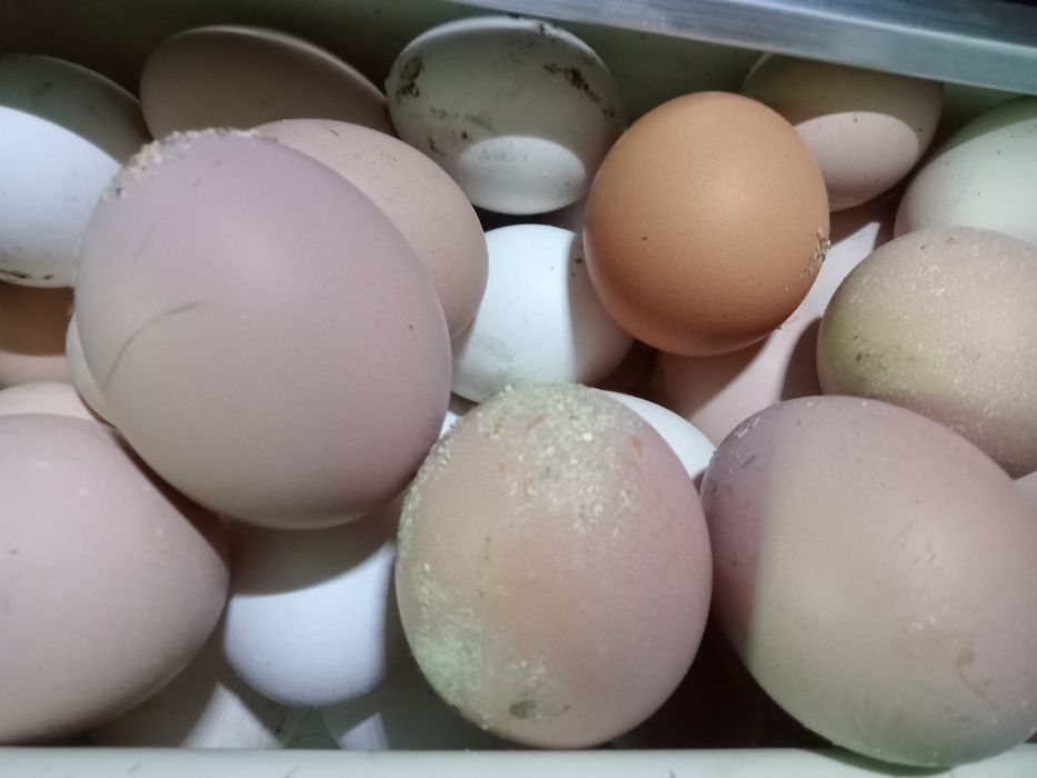 Инкубационное яйцо 180 тенге .