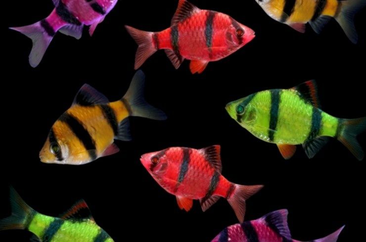 Гло фиш сделай аквариум ярче.