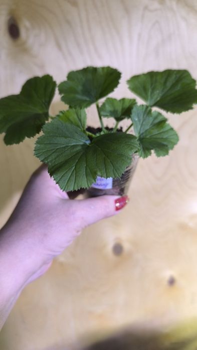 Пеларгонии(герань)разные сорта