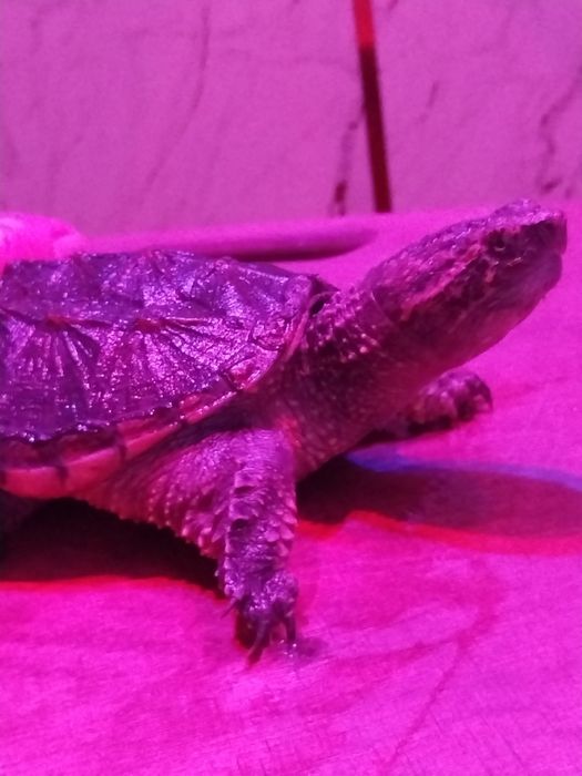 Грифовая черепаха