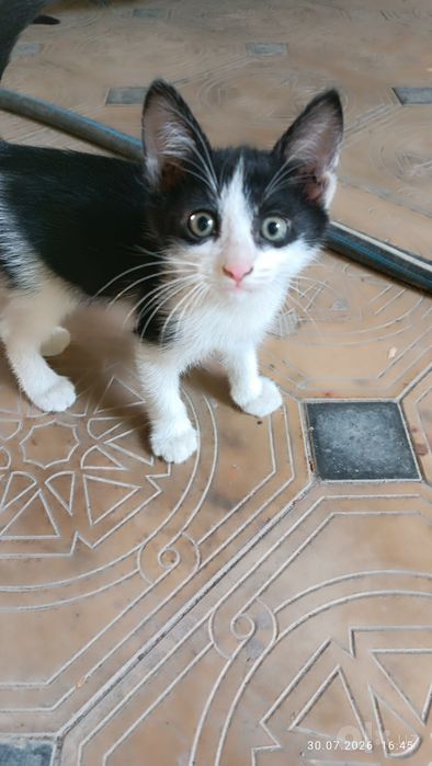 Котята, бесплатно . Оба мальчики