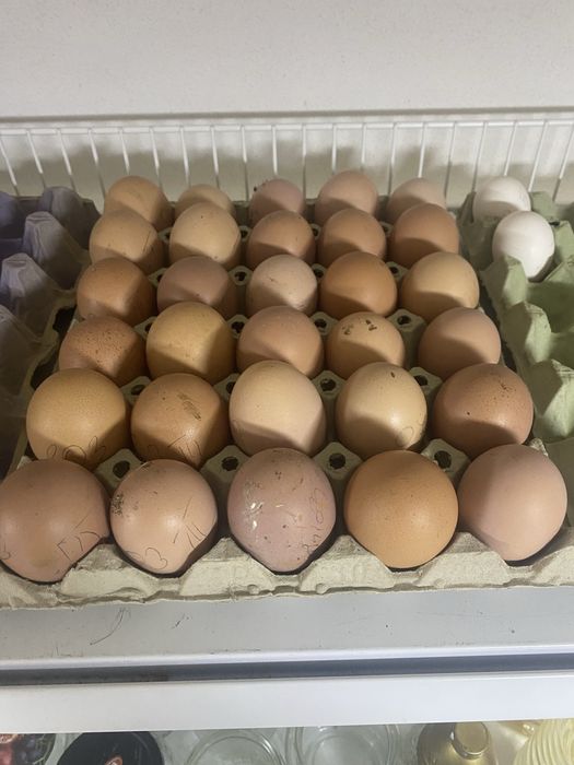 Vand Oua Playmoth Rock Barat , Marans , Araucana , Australorp Alb