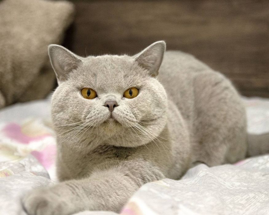 Продается Британец