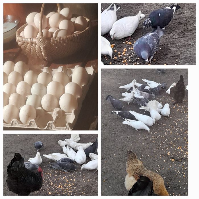 Porumbei voiajori  si oua de casa găină  + rață mută/ românească