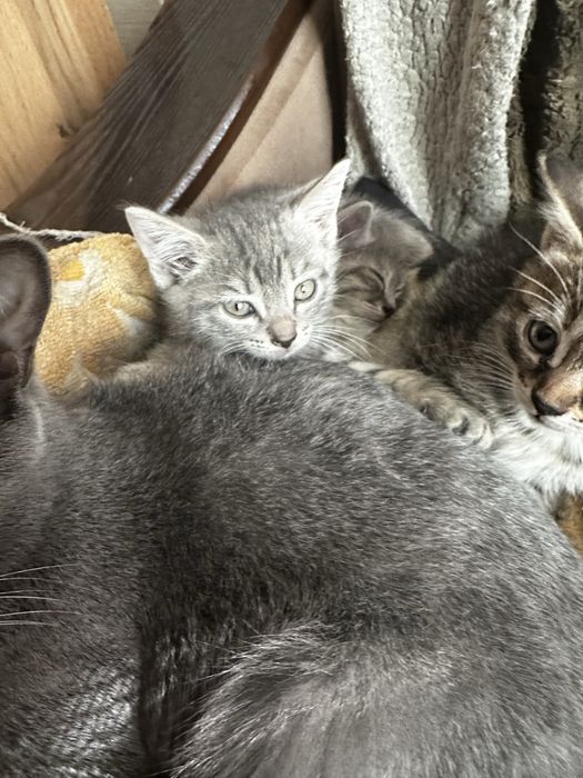 Отдам хорошеньких котят
