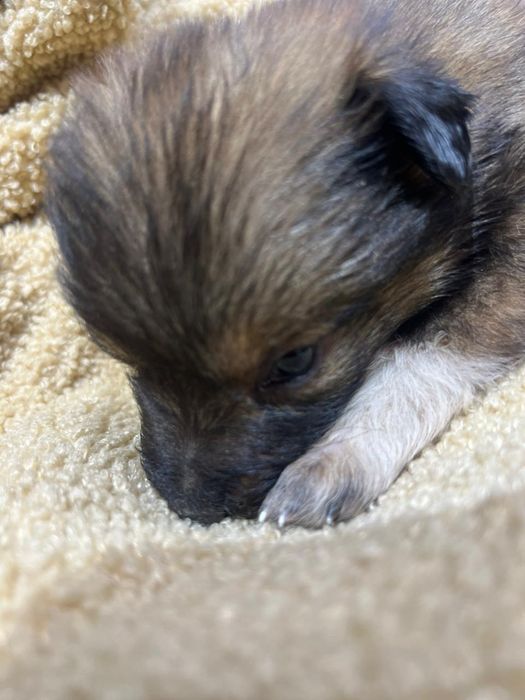 Щеночек мальчик в добрые руки!