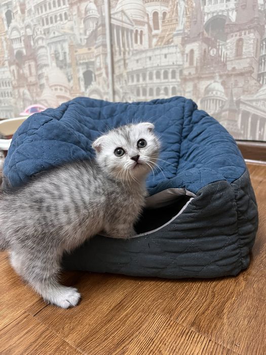 НЕ ДОРОГО продаются породистые котята