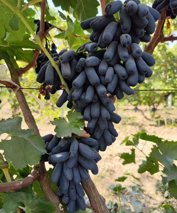 Аватар виноградд