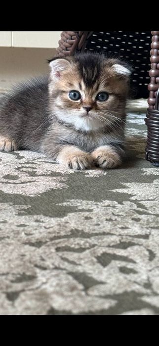 Mushuk sotiladi zolotaya shinshilla ny25