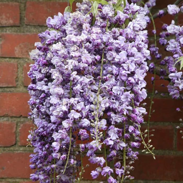 Glicina ' Wisteria ( floare batuta) soi Italian' Toscana ' 190cm