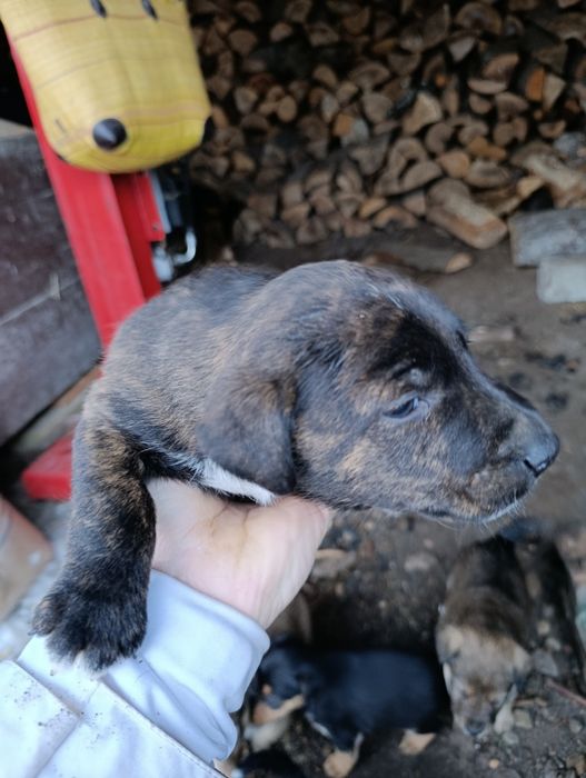 DONEZ Căței talie mică