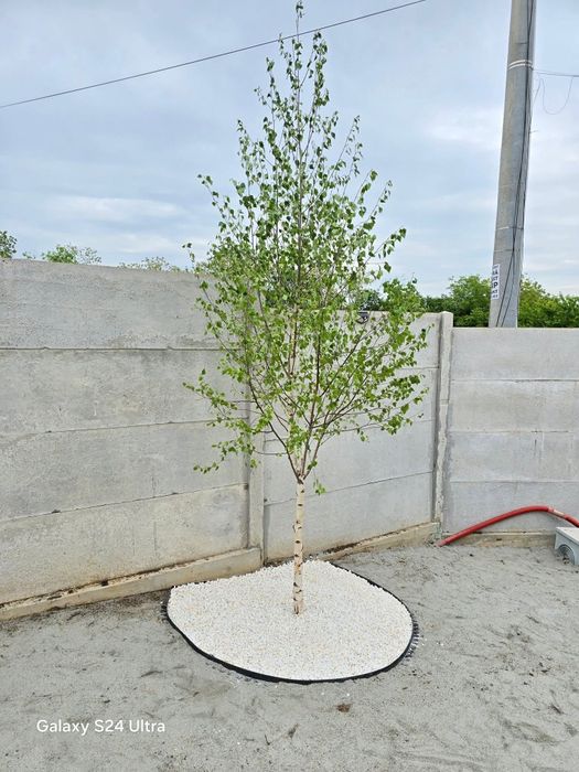 Vând mesteacăn alb ornamental la ghiveci dețin diferite dimensiuni