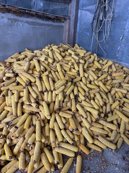 Vand porumb uscat bun de depozitat