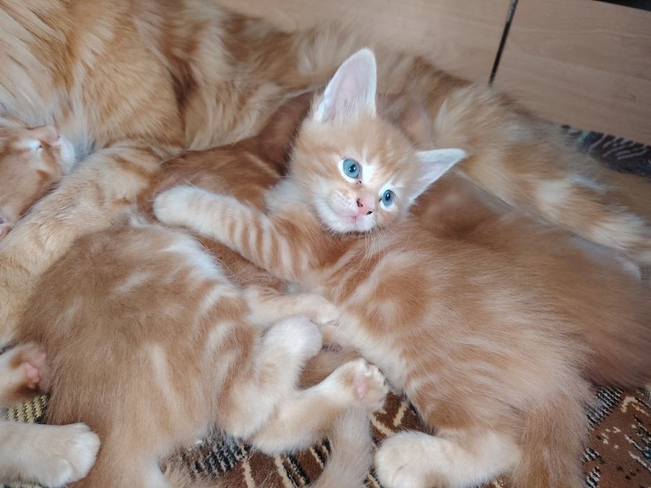 Мейнкуны котята рыженькие