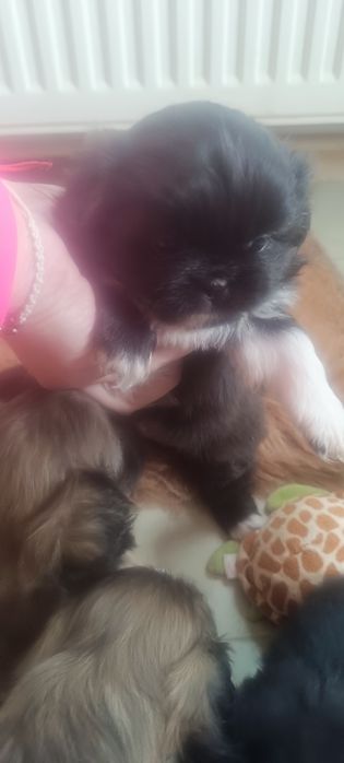 Пекинезчета родени на 12 февруари