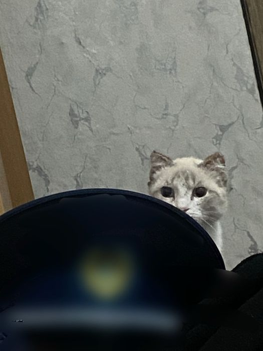 Отдам кота в хорошие руки!