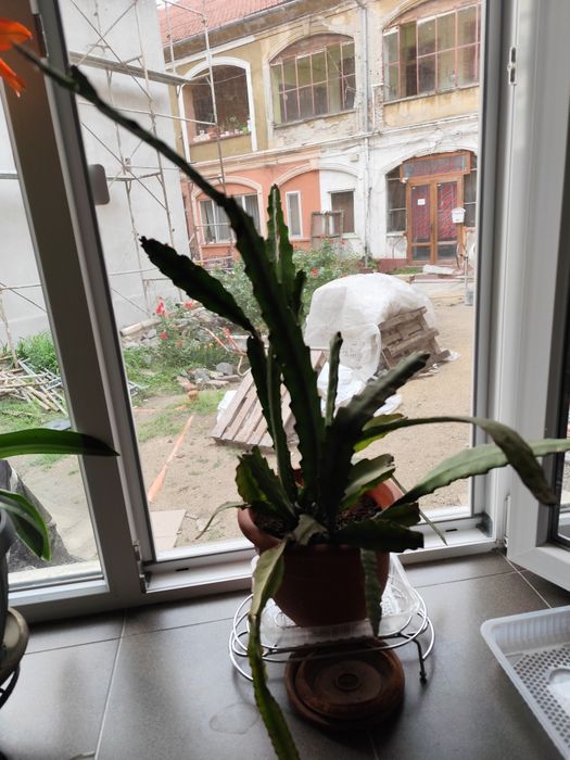 Vând flori de apartament ,Crin regal și Cactus.