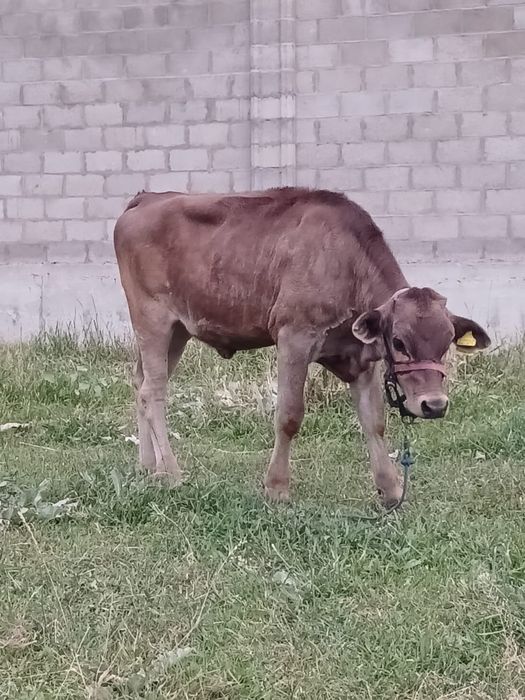 Алатау бұзаулы сиыр сатылады