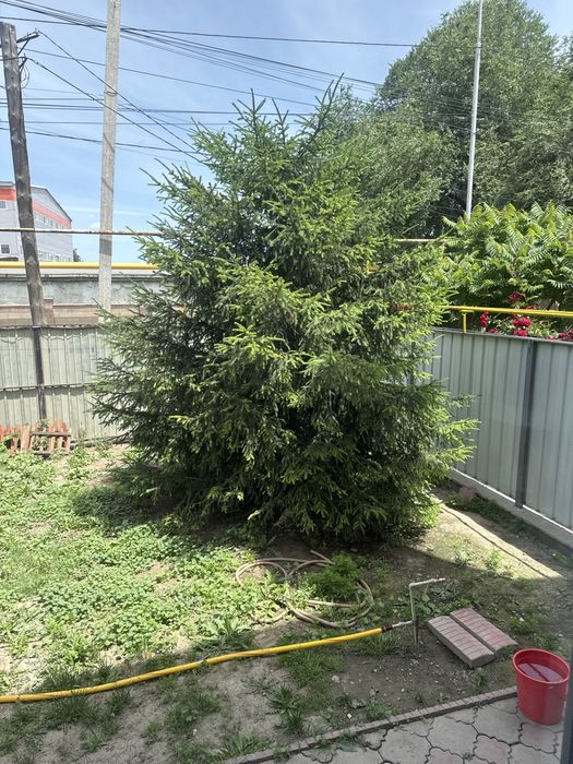 Ель дерево на пересадку
