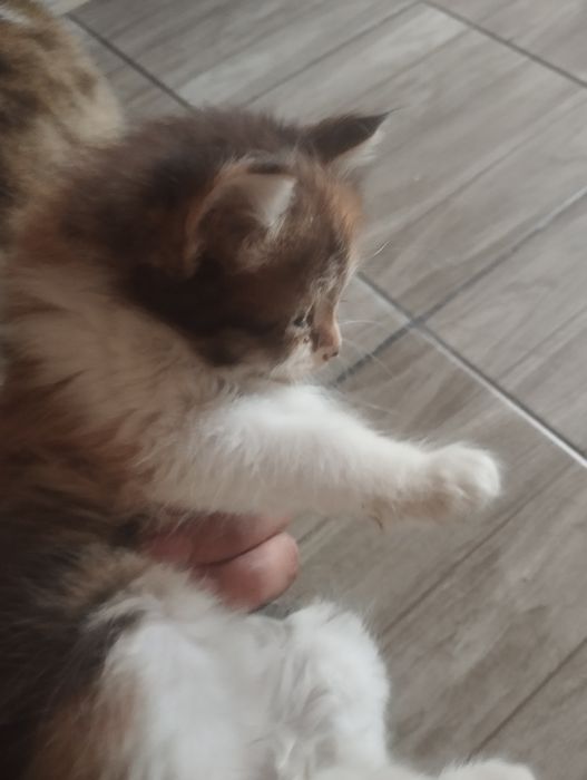 Отдам котят в хорошие руки