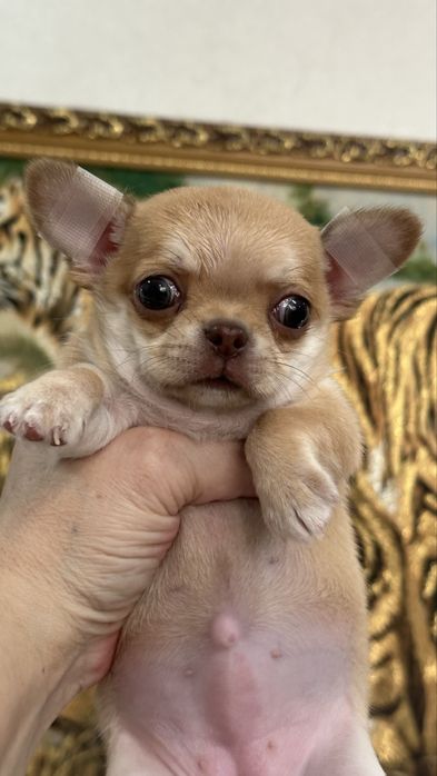 Кукольная малышка чихуахуа