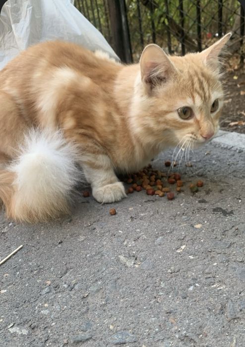 Рыжий котик бесплатно