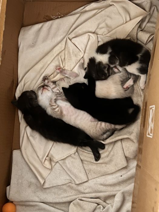 Котята в добрые руки