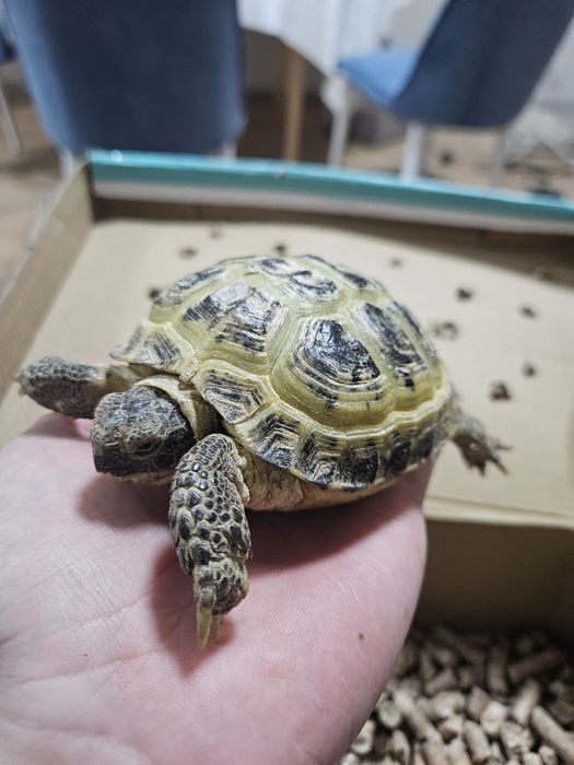 Продаётся маленькая черепашка