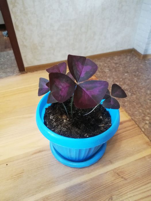 Цветок   Кислица