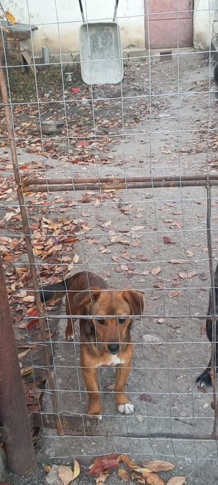 Donez căței talie mică și medie