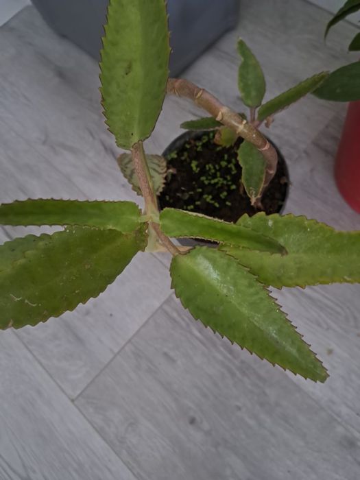 Продам цветы алоэ