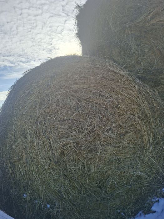 Baloti Lucerna fan paie