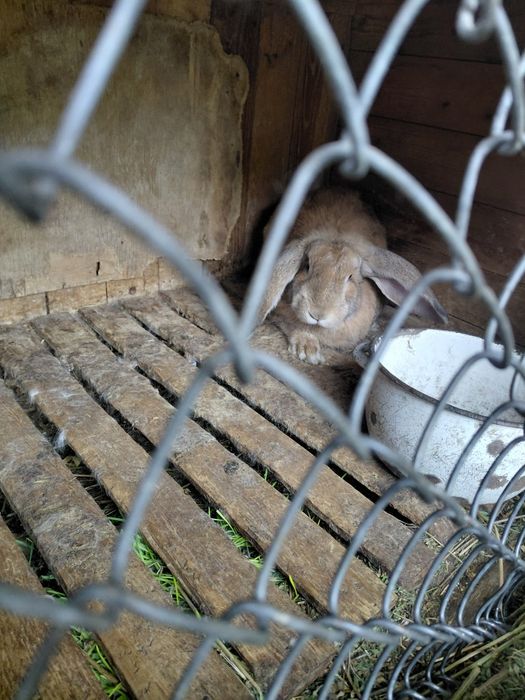 Породисти зайци ...