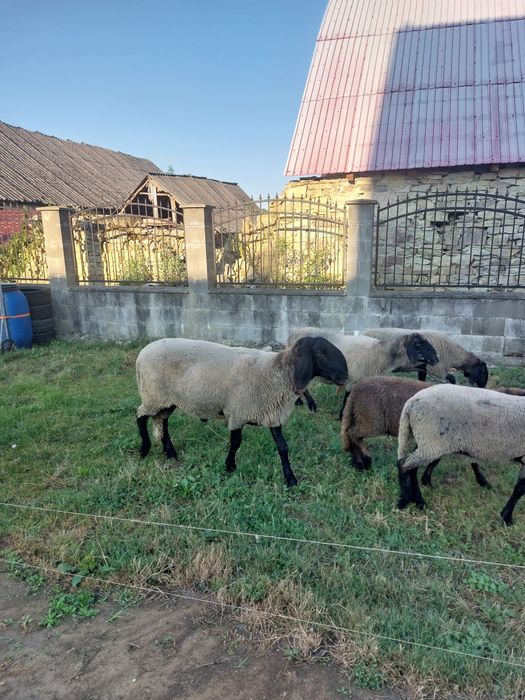 Berbec carabaș  sârbesc