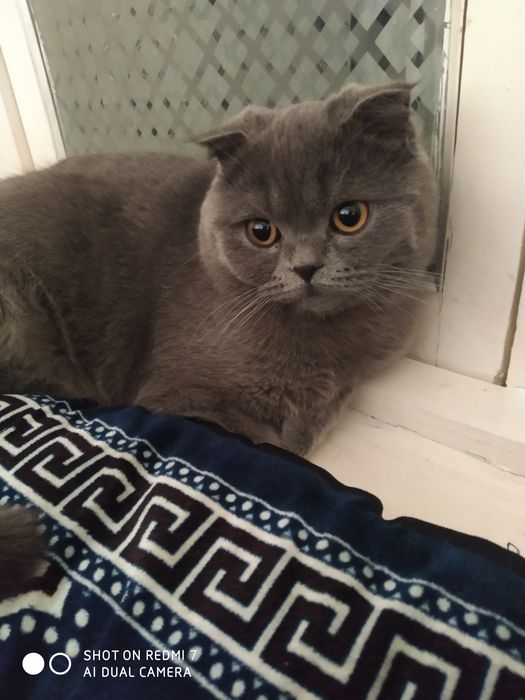 Надо невестка Для вязка мальчик