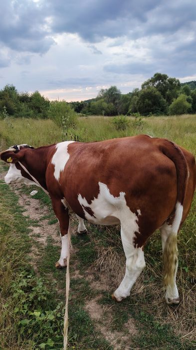 Vaca tânără aproape 2 ani