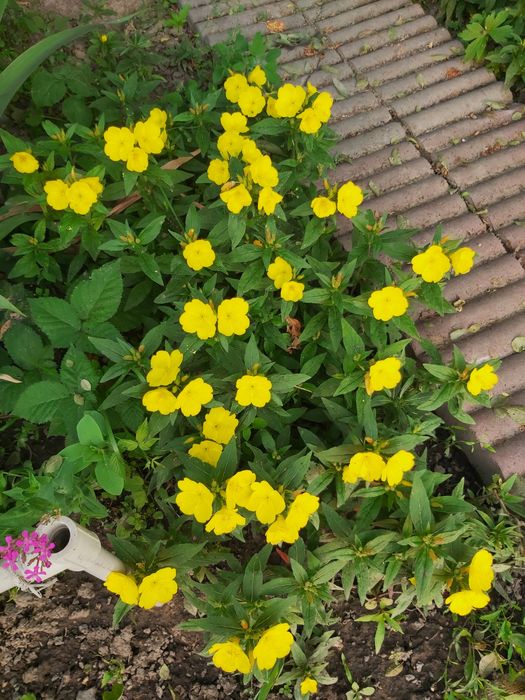 Продаю Цветы домашние