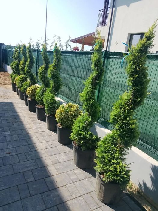 Plante mesteacăn tei