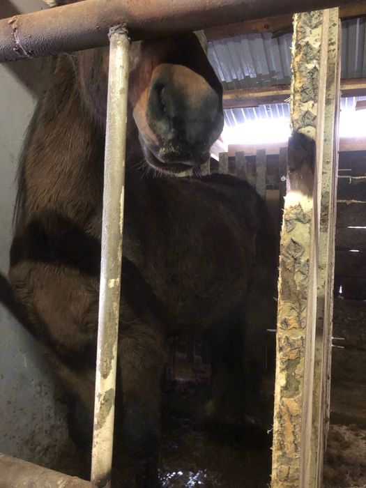 Продам лошадей КРС с откорма