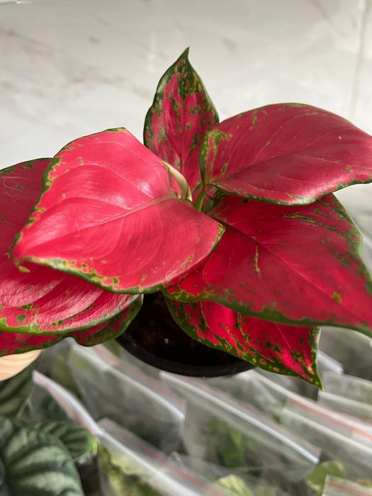 Комнатные растения