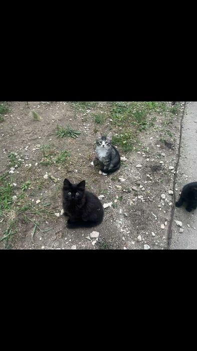 Красиви котенца си търсят дом