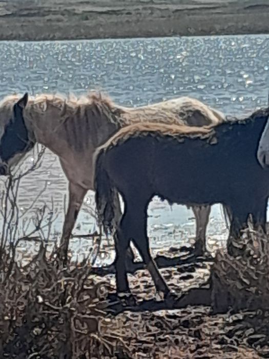 4-бас еркек тай,1-бас ұрғашы тай сатылады,мммм,ссссс,ммм