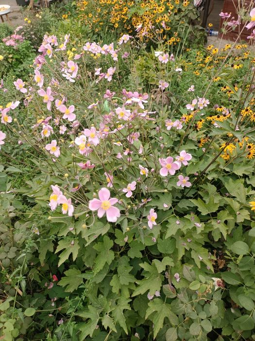 Многолетники цветы